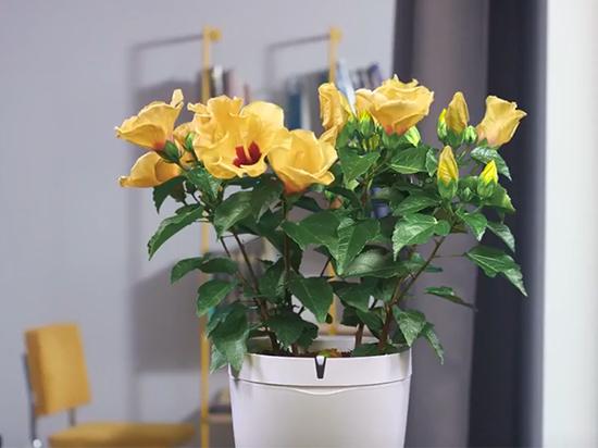 parrot pot智能花盆